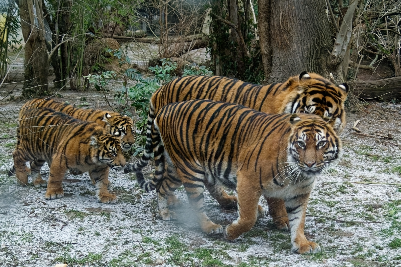 Tiger Familie 