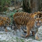 Tiger Familie 