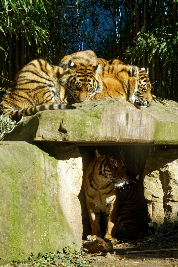 Tiger Familie