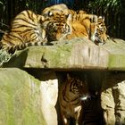 Tiger Familie