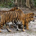 Tiger Familie 