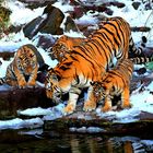 Tiger family