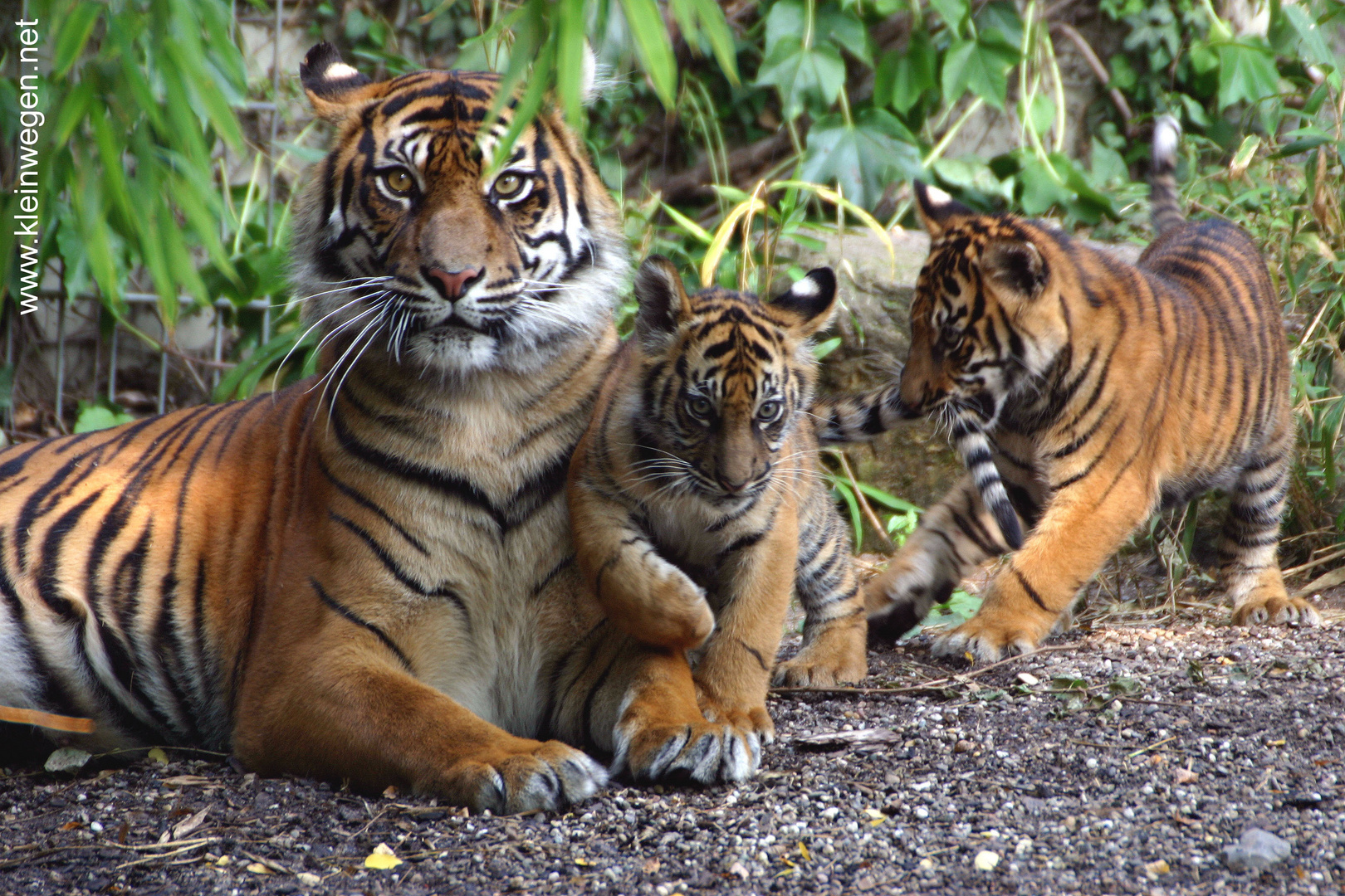 Tiger family photo