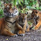 Tiger family photo