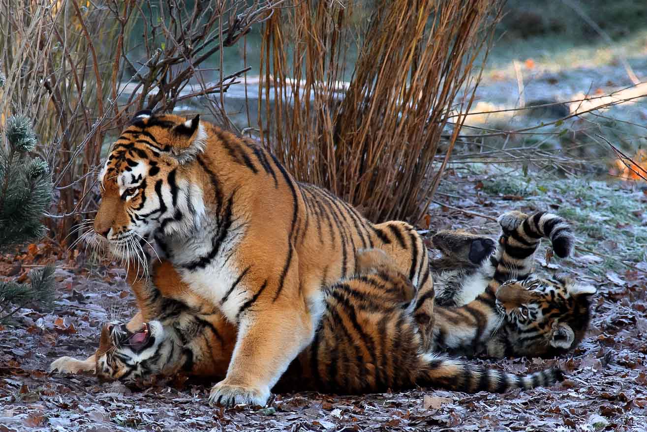 Tiger fast wie in Sibirien