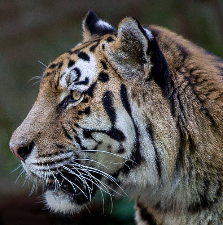 Tiger - Fazination Grosskatze