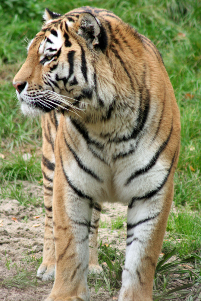 Tiger