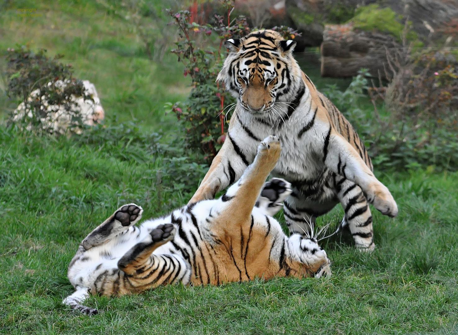 Tiger Fight Foto & Bild tiere, zoo, wildpark & falknerei