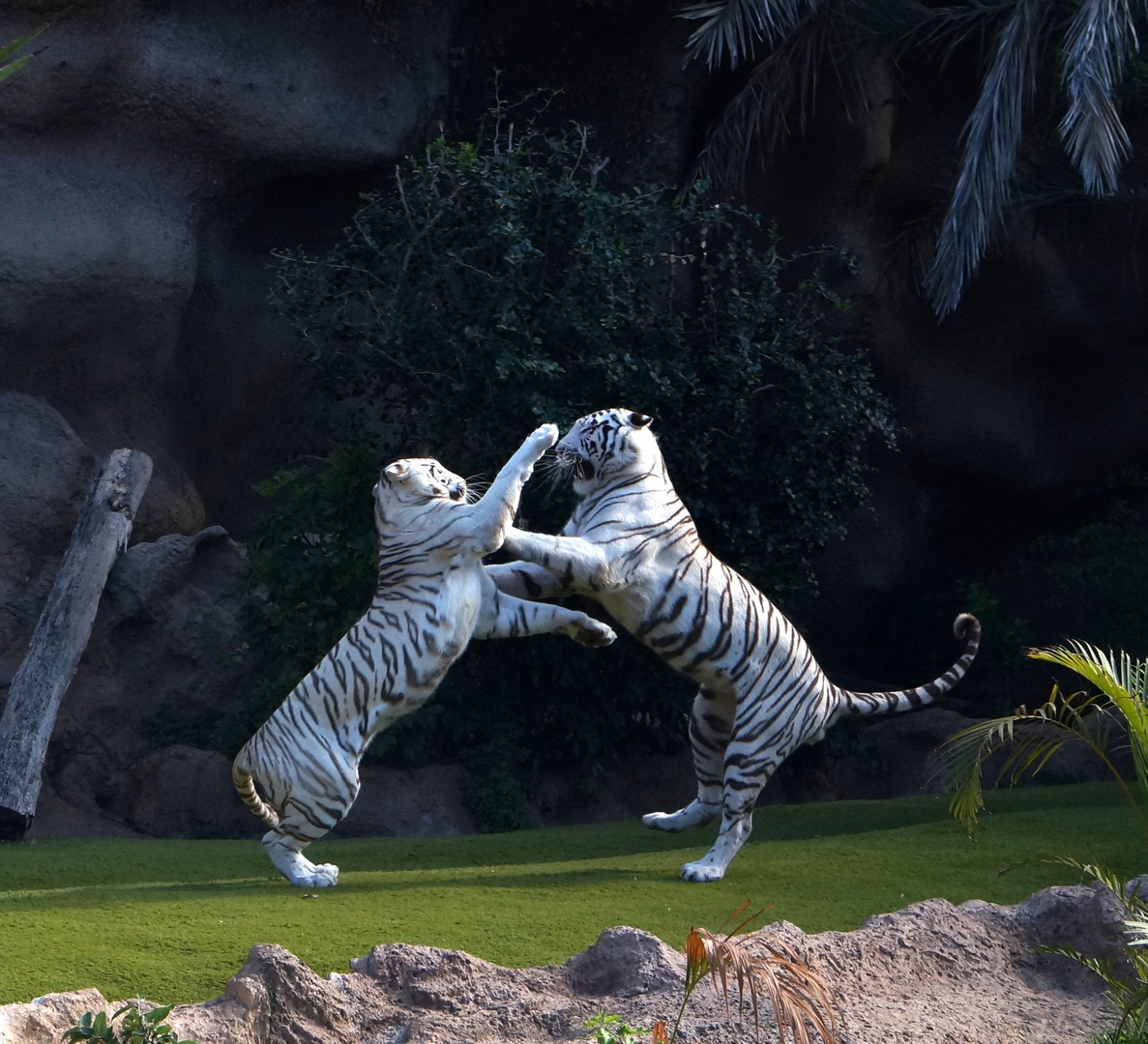 tiger fight