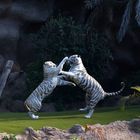 tiger fight