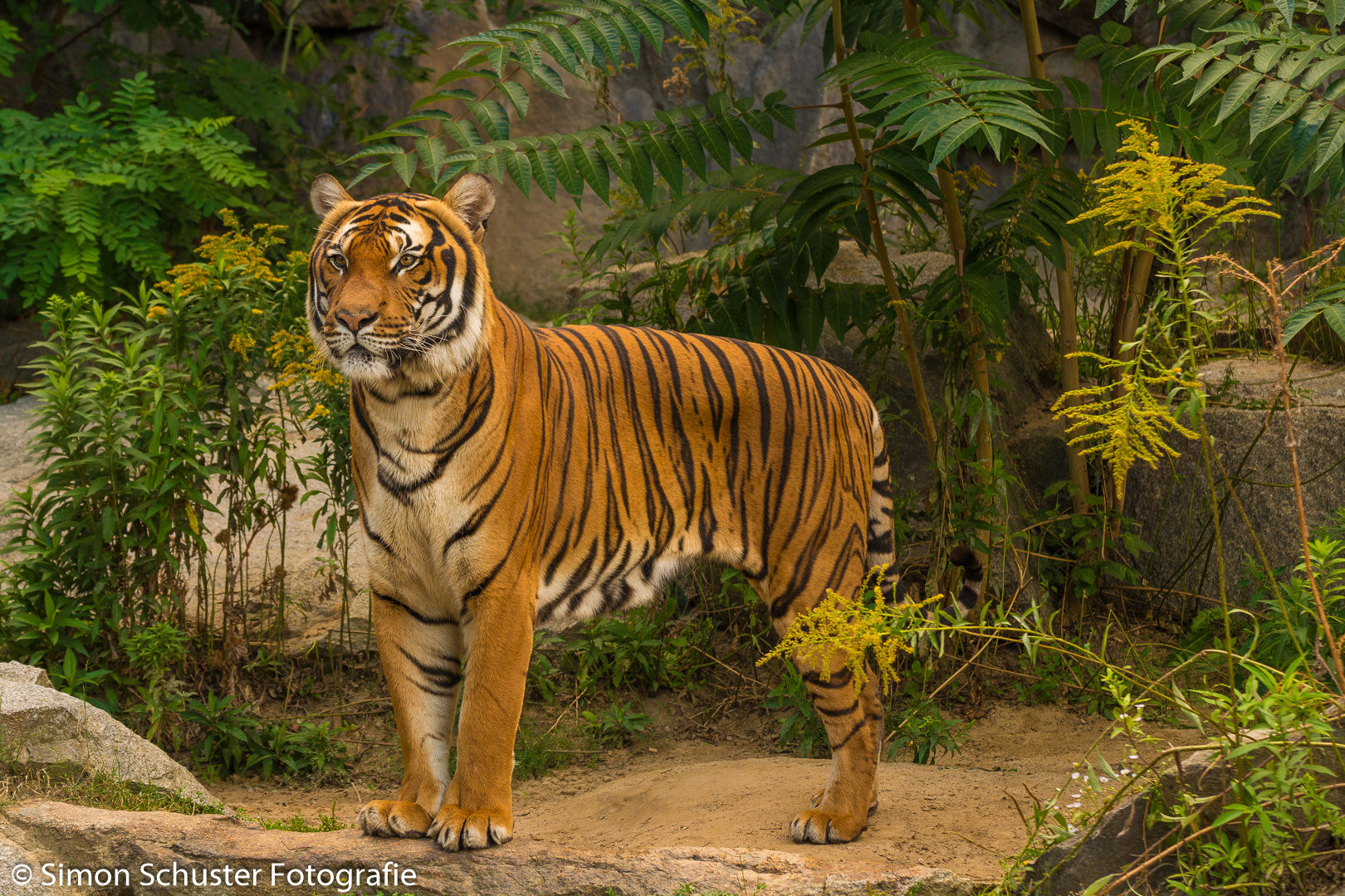 Tiger fotografiert im Berliner Tierpark