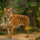 Tiger fotografiert im Berliner Tierpark