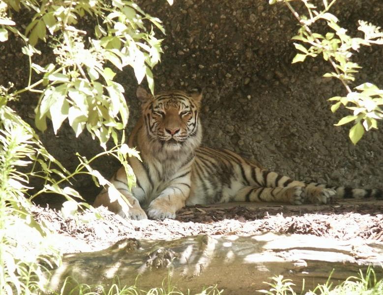 Tiger : Fotografiert im Duisburger Zoo