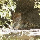 Tiger : Fotografiert im Duisburger Zoo