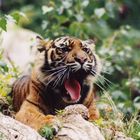 Tiger, gähnend