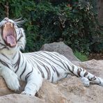 Tiger - ganz müde
