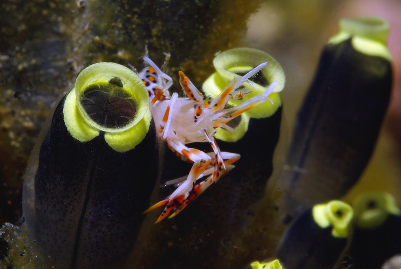 Tiger-Garnele (Tiger-Shrimp)