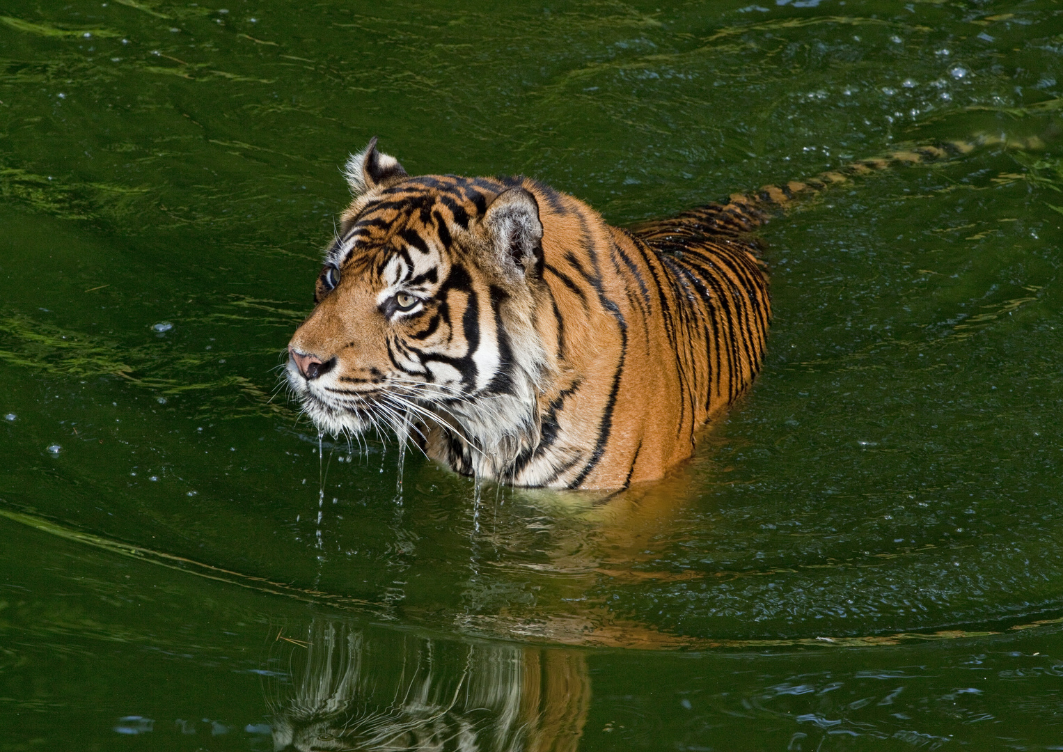 Tiger, garnicht wasserscheu
