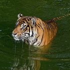 Tiger, garnicht wasserscheu