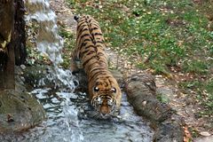 Tiger geht baden
