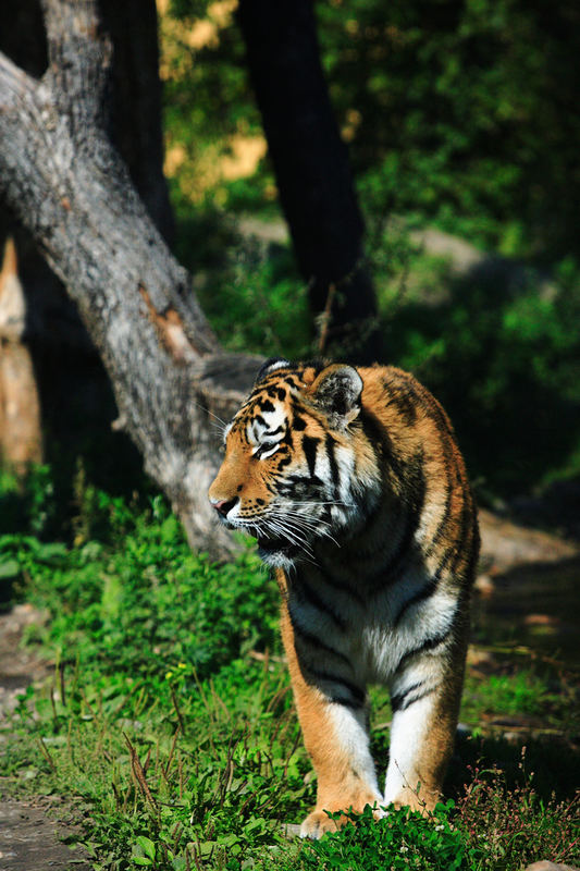 Tiger gesichtet