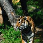 Tiger gesichtet