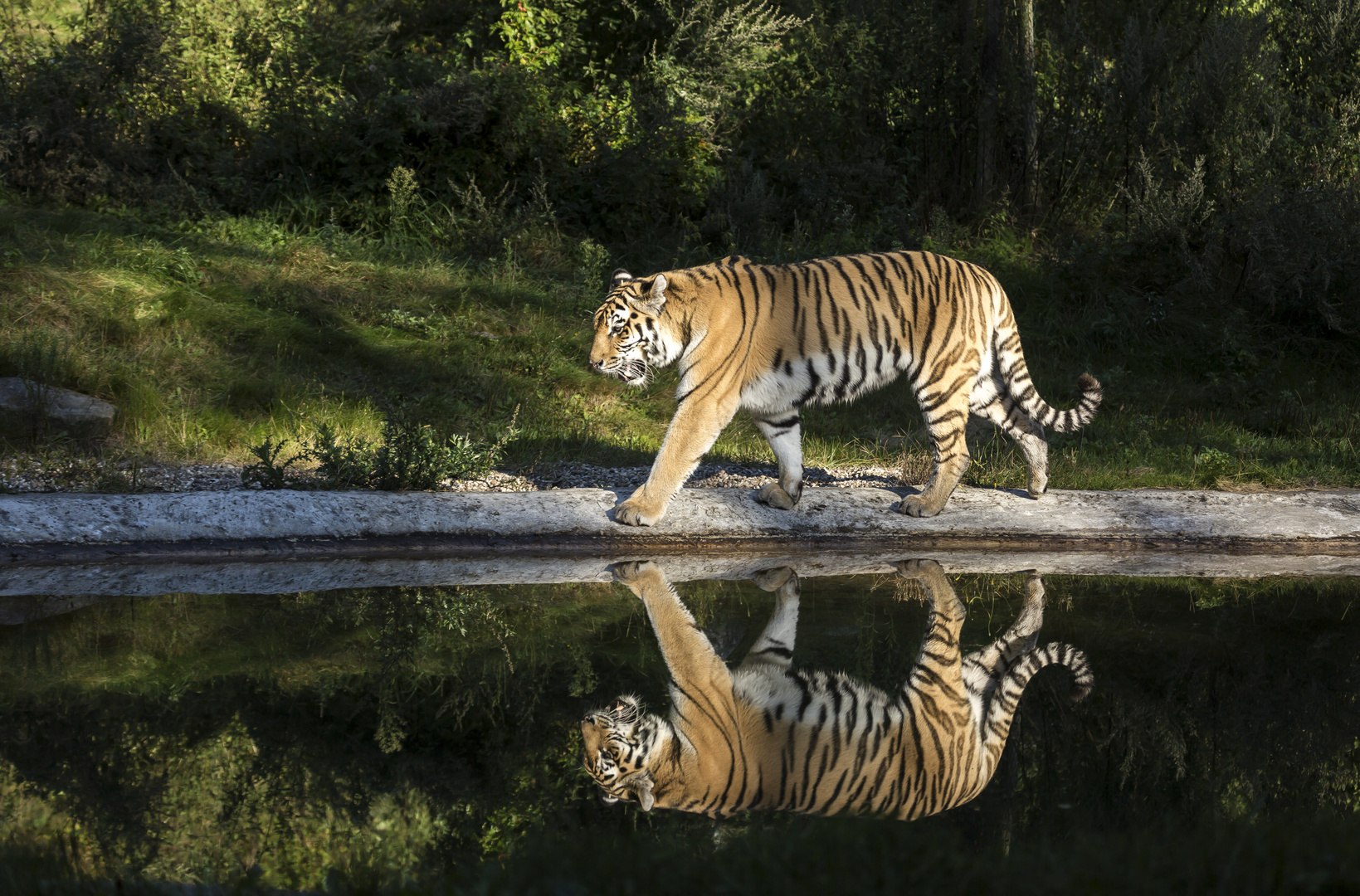 Tiger gespiegelt