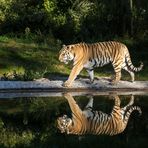 Tiger gespiegelt