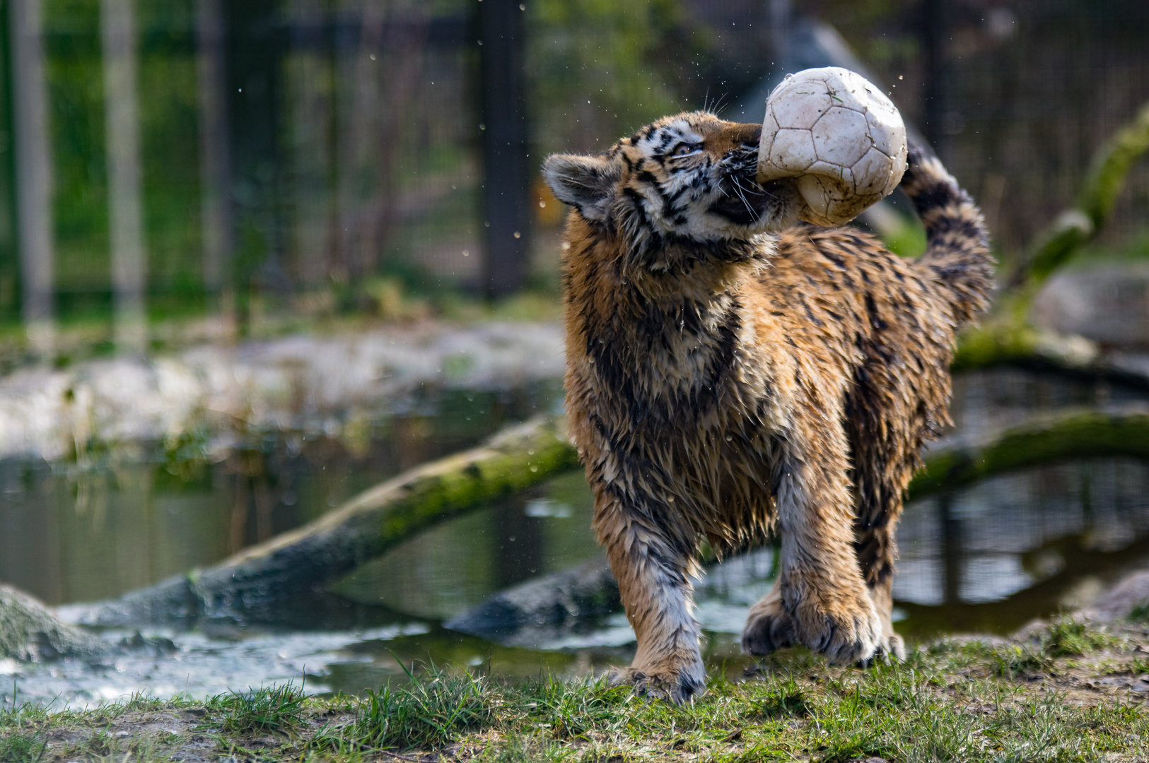 Tiger - Goalie