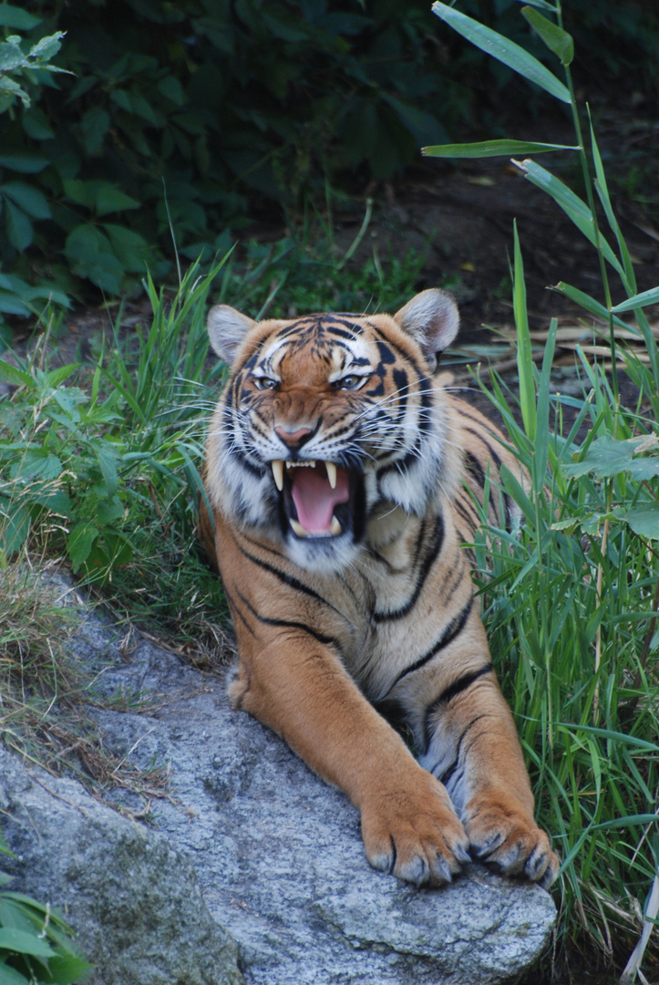 Tiger ... Grrrrr