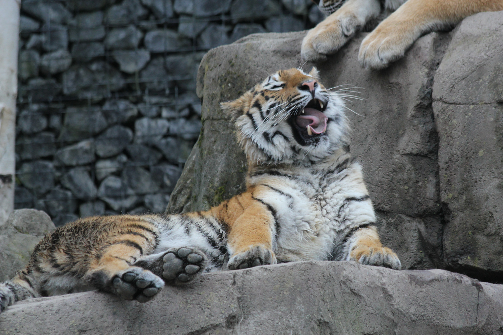 Tiger Gymnastik