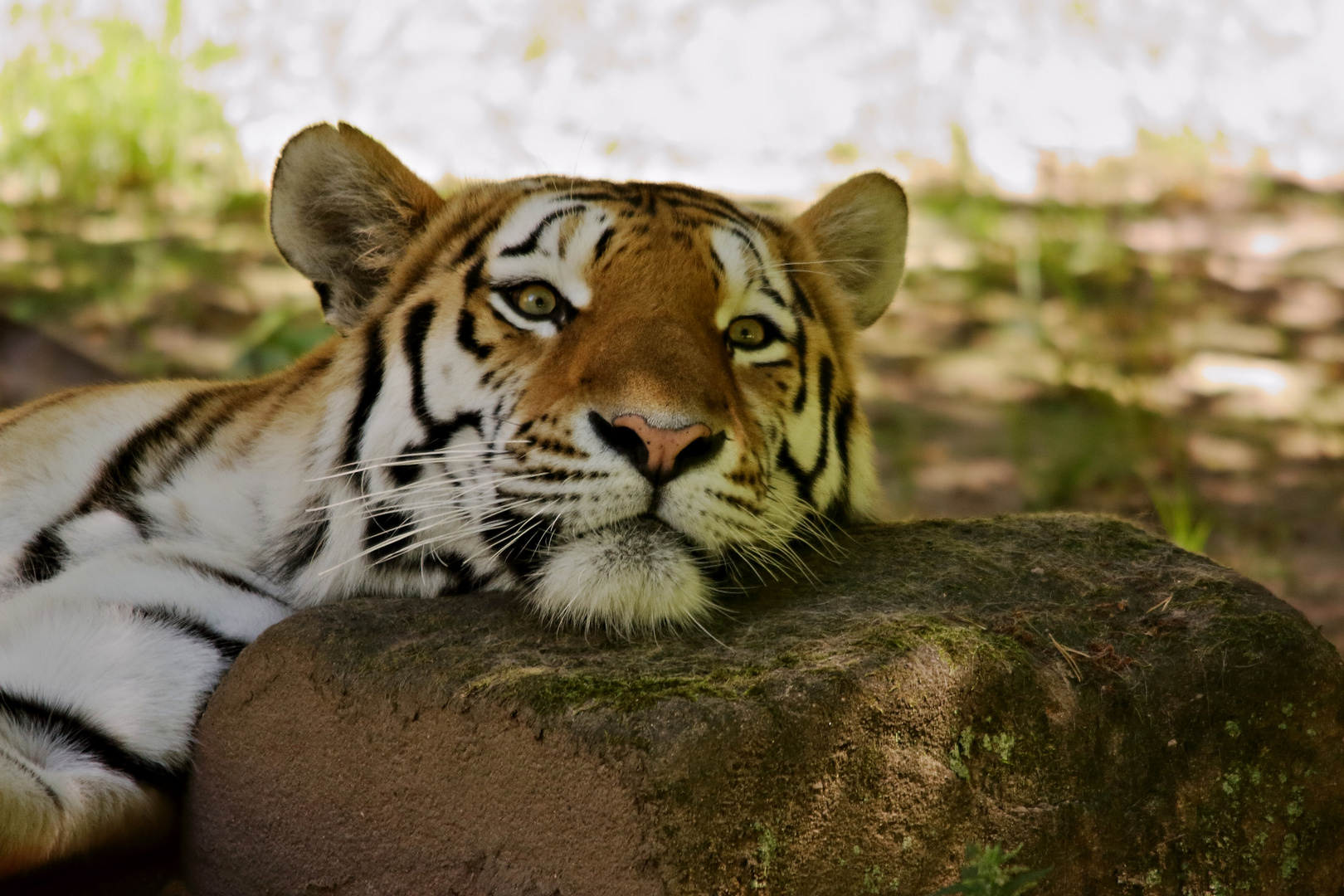 Tiger hält Siesta