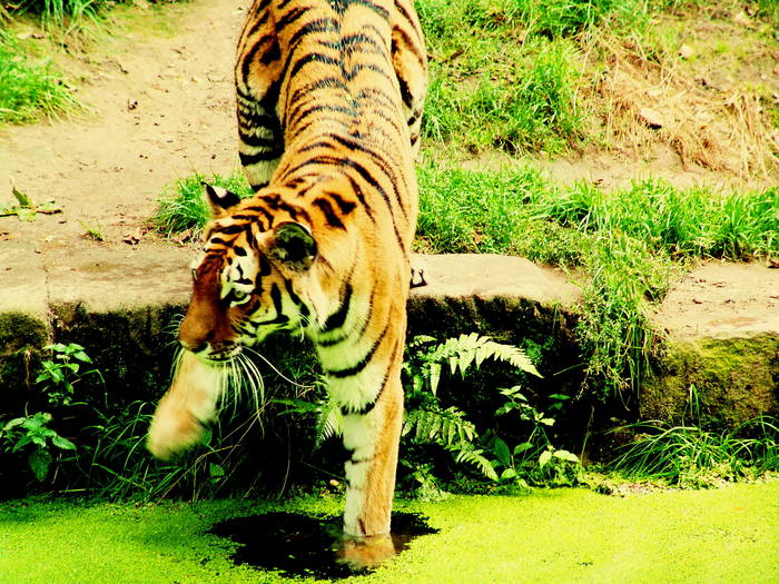 Tiger hassen doch Wasser