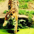 Tiger hassen doch Wasser