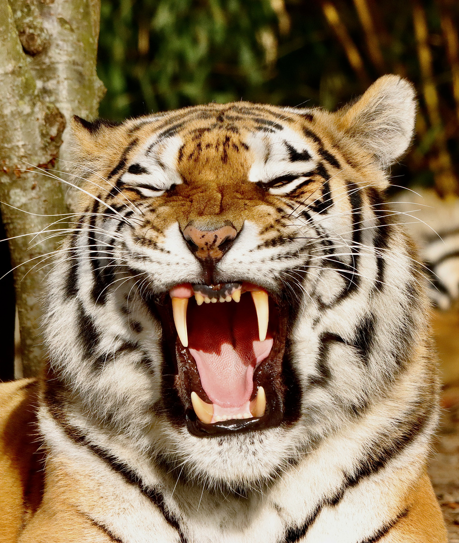 Tiger hat was gegen schlechtes Wetter 