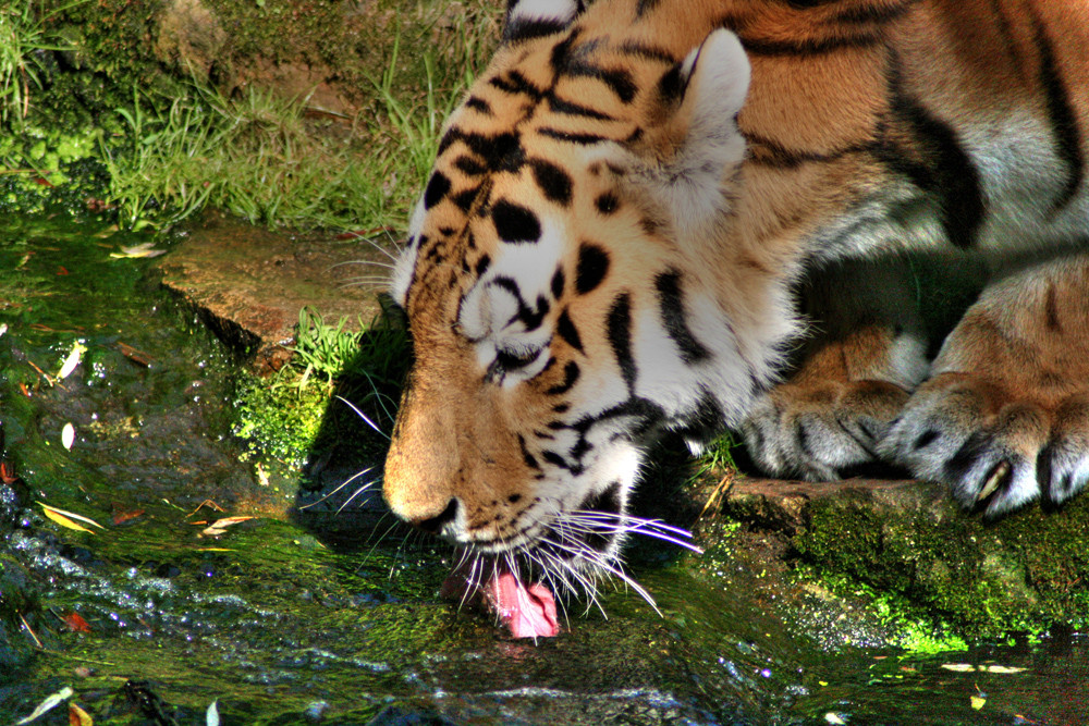 Tiger HDR