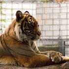 Tiger Heidelberger Zoo