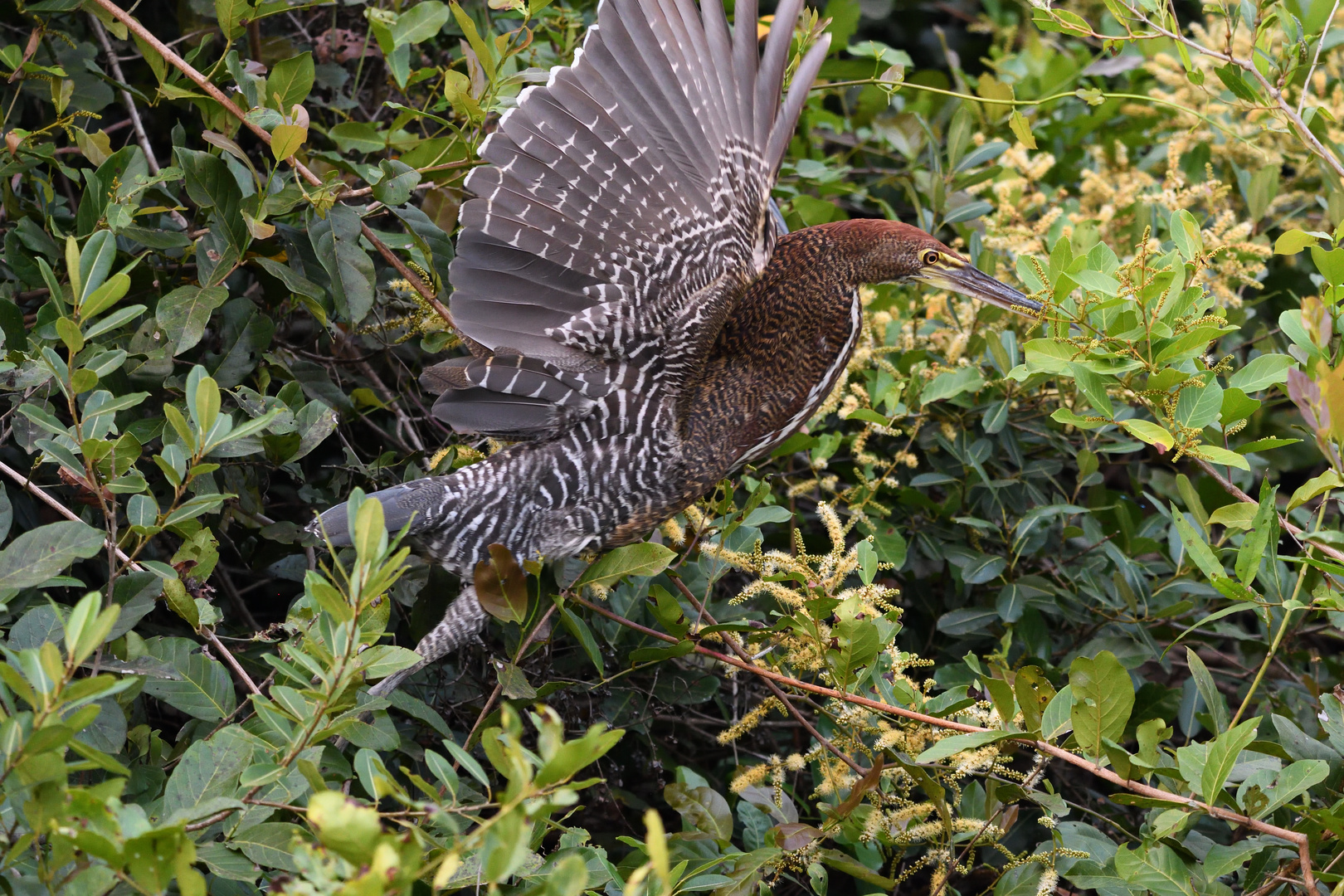 Tiger heron