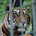 Tiger hinter Gittern