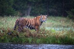 Tiger "Hurrikan" 1#