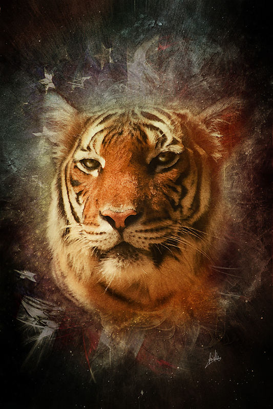 Coole Tiger Bilder Coole Tiger Bilder