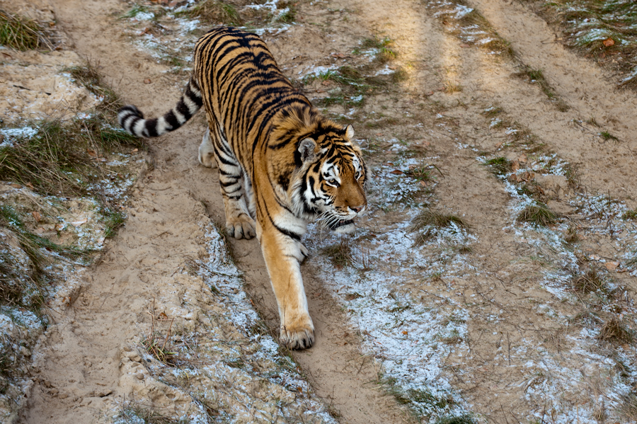 Tiger II