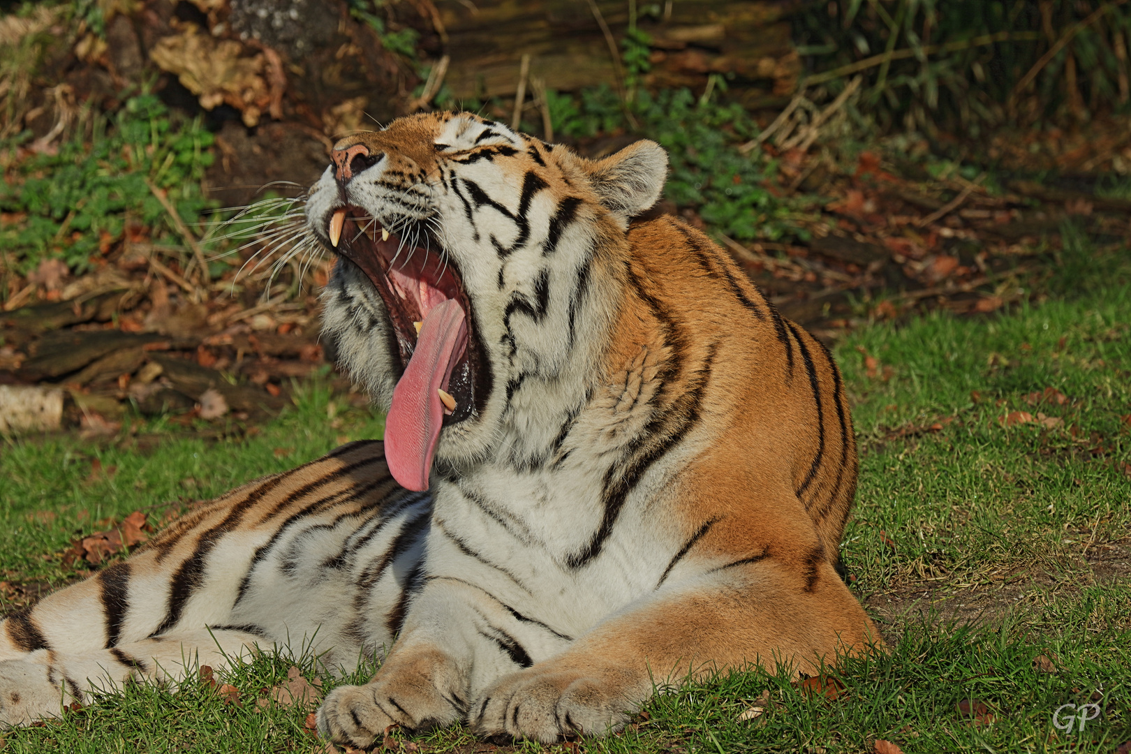 Tiger III