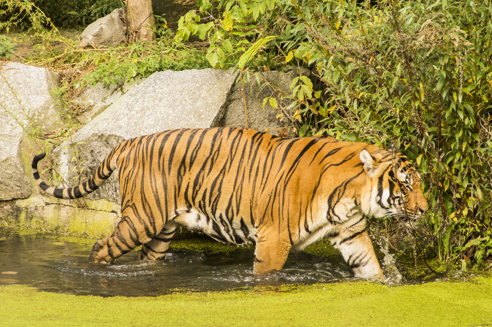 Tiger im Algenbad