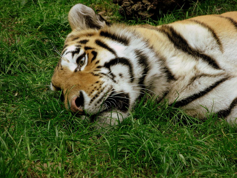 Tiger im Allwetterzoo Münster