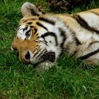 Tiger im Allwetterzoo Münster