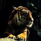 Tiger im Aquarium