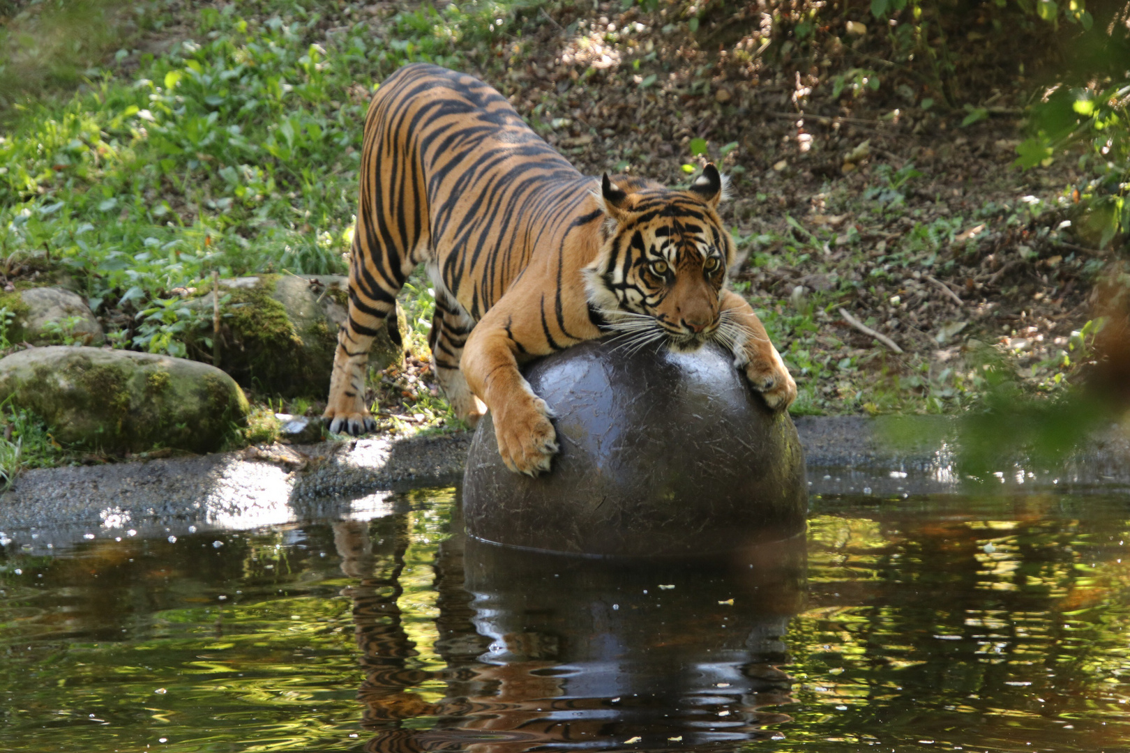 Tiger im Augsburger Zoo