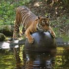 Tiger im Augsburger Zoo