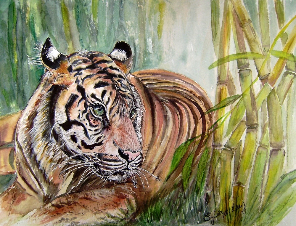 Tiger im Bambus - 30 x 40 cm (2011)